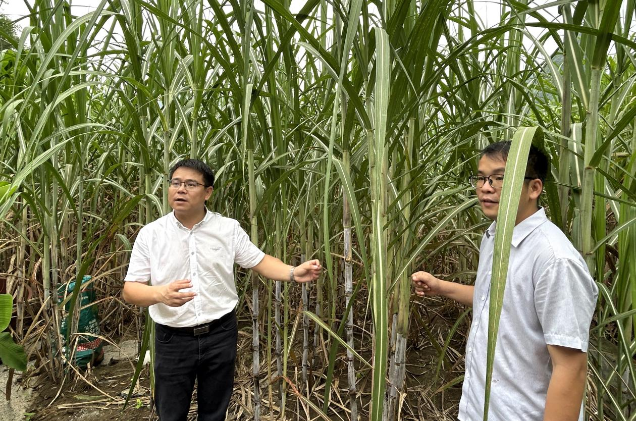 龙州县逐卜乡党委书记陶仁启（左）在逐卜乡板要村三合屯的甘蔗种植基地了解甘蔗生长情况 黄月芬 摄